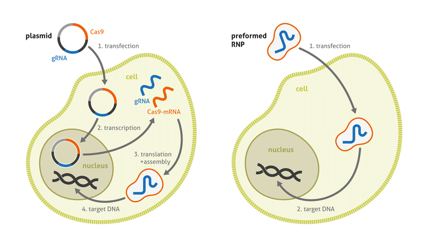 Плазмиды дрожжей. CRISPR cas9 схема. Трансфекция. Трансфекция клеток. Трансфекция ДНК.