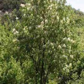 Eastern Snowball Viburnum Viburnum Opulus As A Tree Form