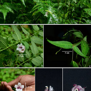 PDF) Occurrence of Ariopsis protanthera N.E. Br. (Araceae) in Darjeeling  Hills: A new record for the flora of West Bengal, India