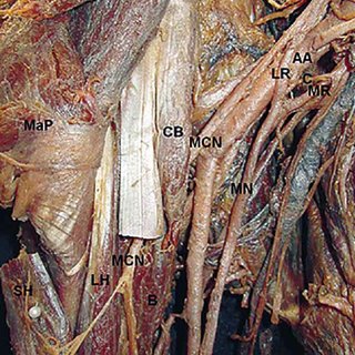 Anterior view of right arm. MaP: major pectoral muscle; CB ...