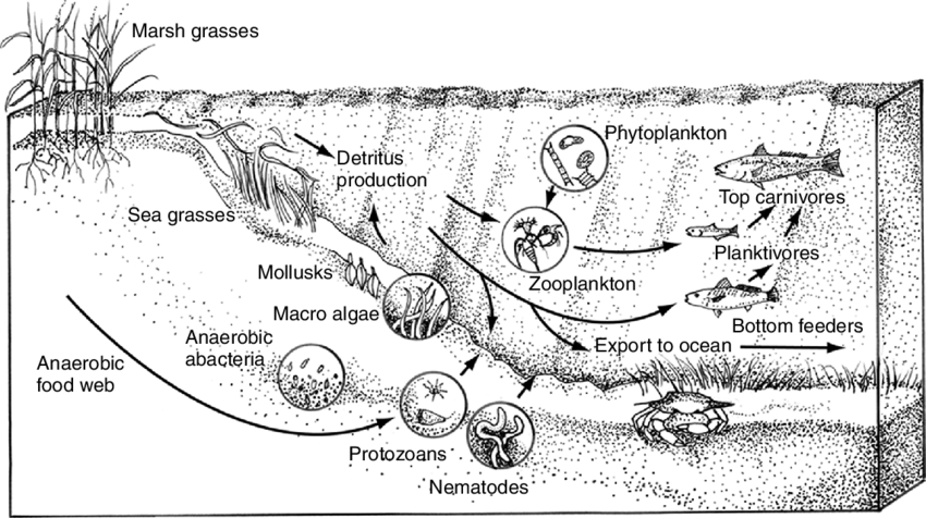 Zone definition. Детрит фитопланктон это. Водяной детрит. Фитопланктон Тип природной экосистемы. Зоопланктон и детрит..
