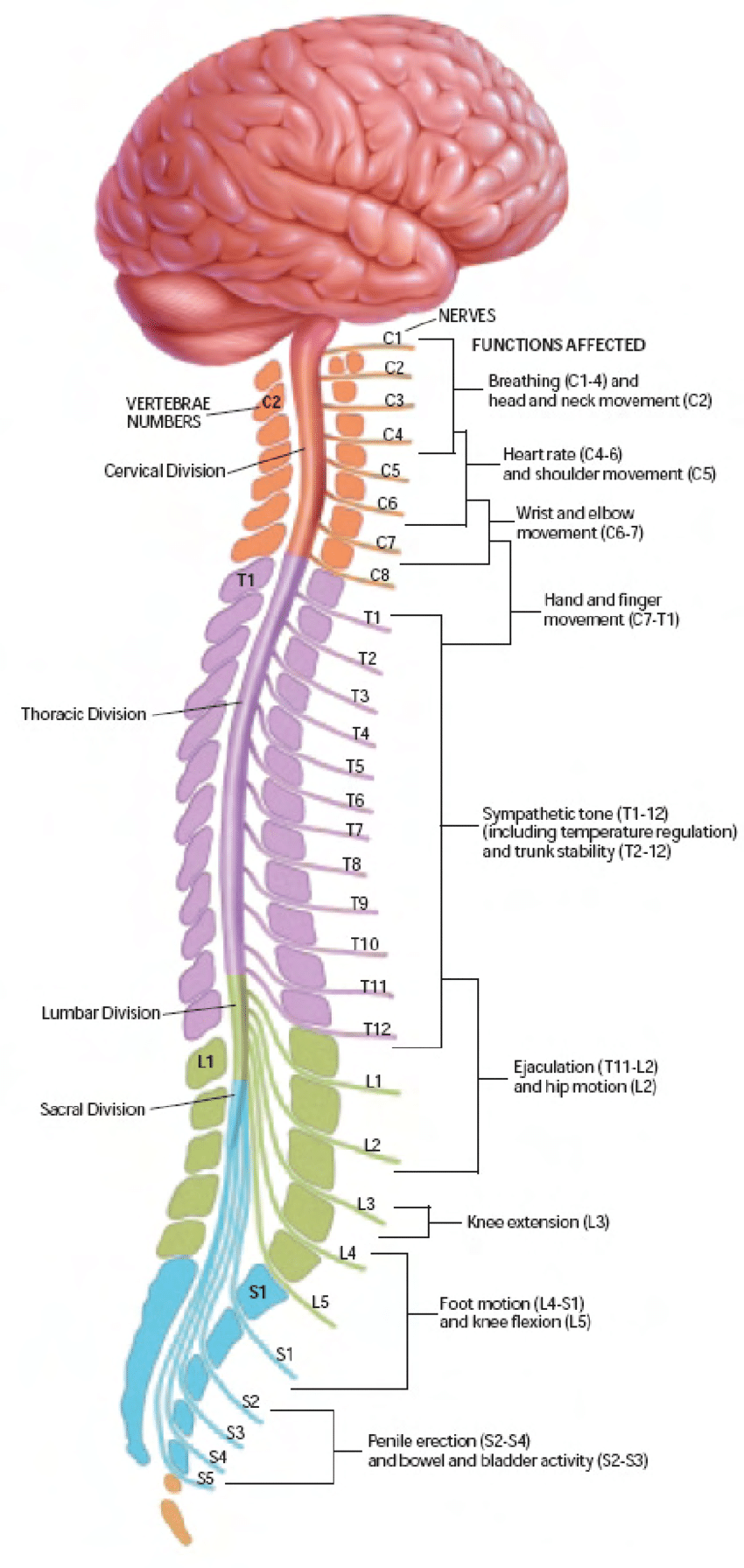 The Four Divisions Of The Spinal Cord  Cervical  Thoracic