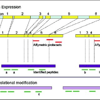 Comparison of the data generated by proteomics vs. transcriptomics. (A ...