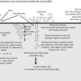 Pdf The Functional Role Of Soil Seed Banks In Natural Communities