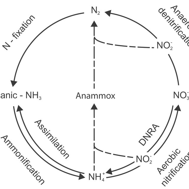 (a) Anaerobic ammonium oxidation (AAO) and denitrification (Den) at six ...