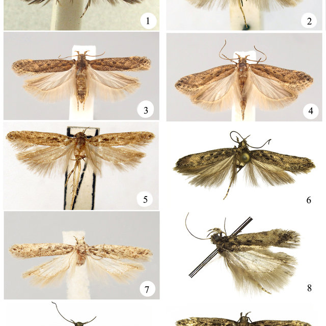 Adults of Kiwaia (Empista) spp. 1, K. (E.) dryosyrta (Meyrick), HT, ♂ ...
