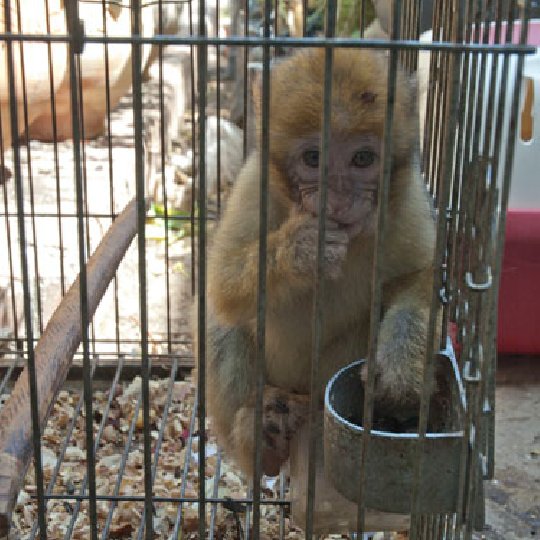 macaque for sale