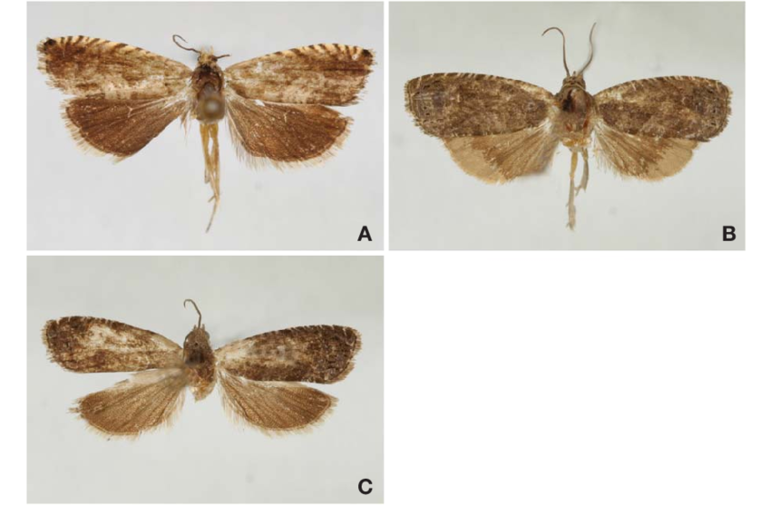 Adults of Grapholita: A, G. delineana; B, G. dimorpha; C, G. molesta ...