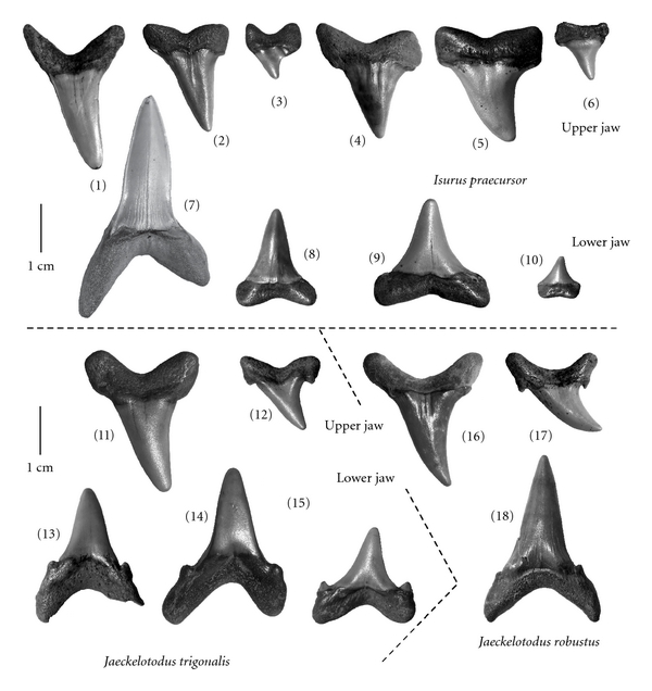 Shark Tooth Chart