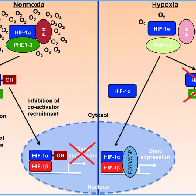 The HIF-1 pathway. In normoxia, the oxygen-sensing hydroxylases PHD1 ...