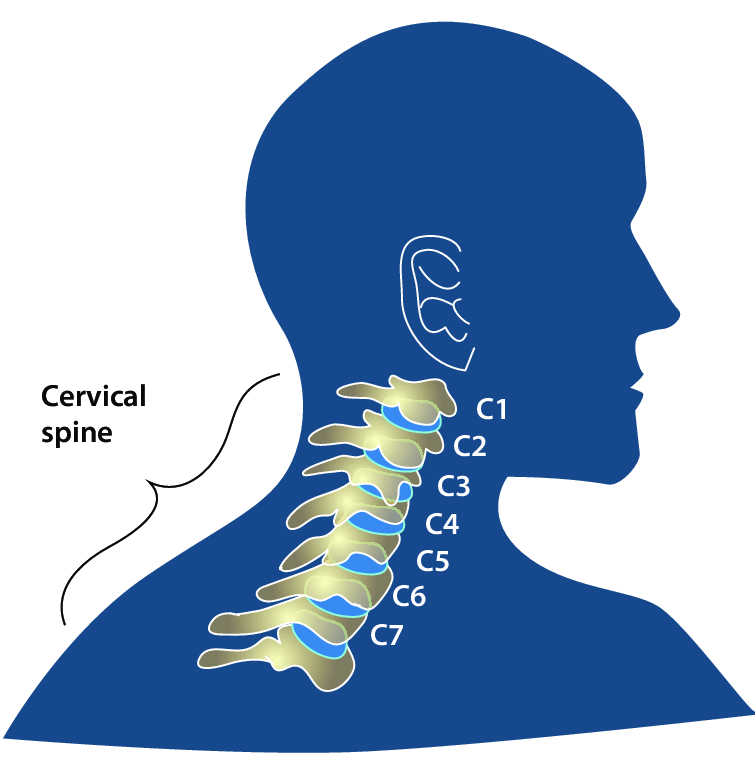 14 The Cervical Spine C1 C7 That Supports The Neck Download