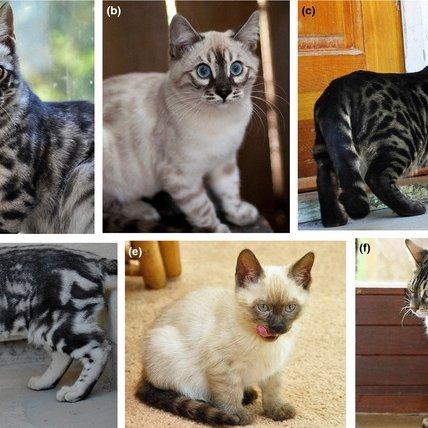 white spotted bengal cat