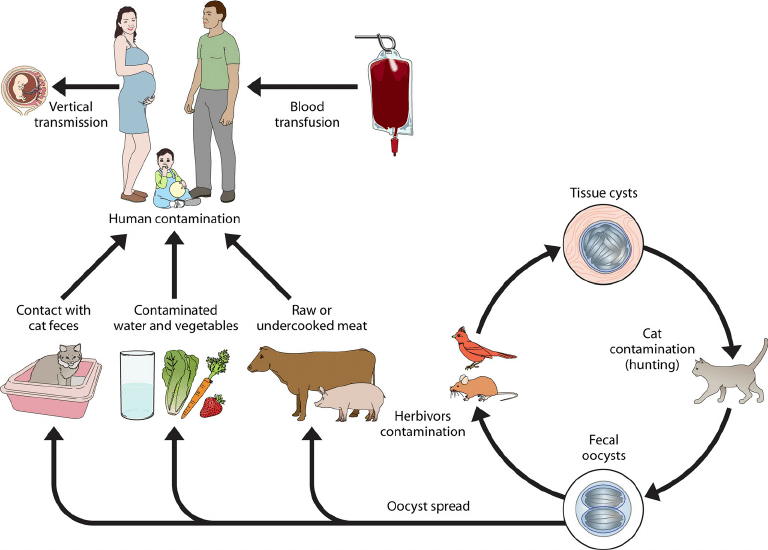The Different Ways in Which Pathogens Can Be Transmitted