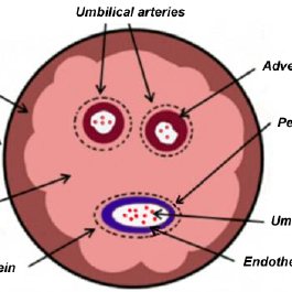 umbilical cord diagram
