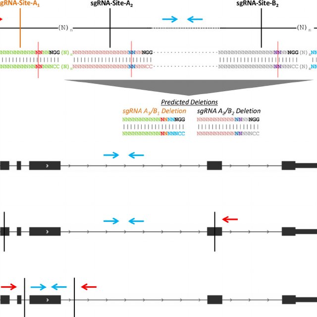 Loss of Pim1 expression in biallelic deletion clones. Pim1 expression ...