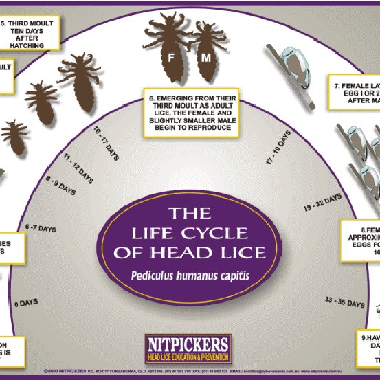 cycle of the louse (courtesy of Nitpickers, ). | Download Diagram