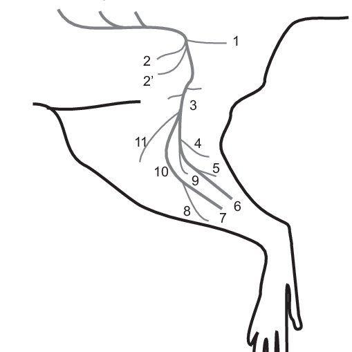 4 Anatomy Of The Sciatic Nerve In Rat Download Scientific Diagram