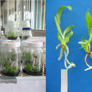 PDF) Germinación in vitro de semillas y desarrollo de plántulas de orquídeas  silvestres de Tabasco