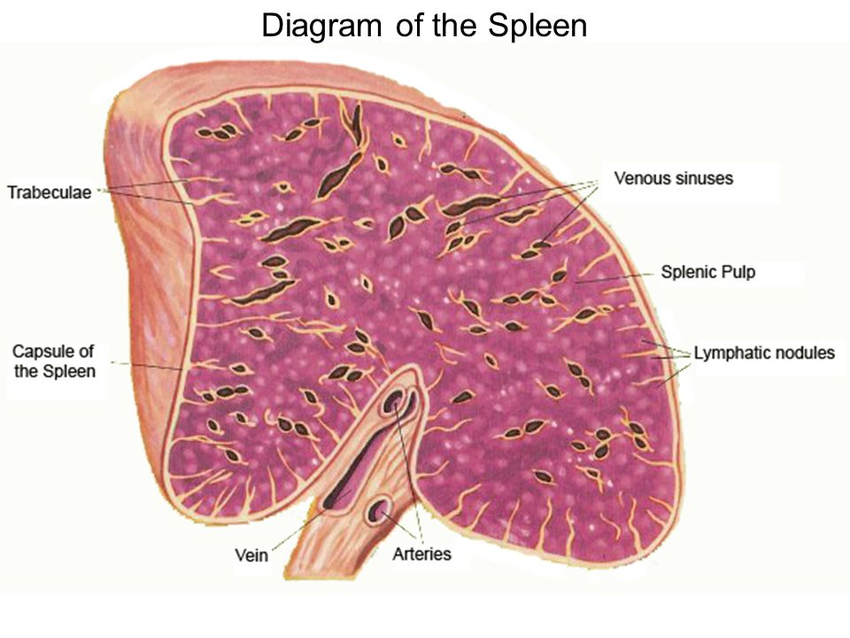 Spleen Histology Drawing