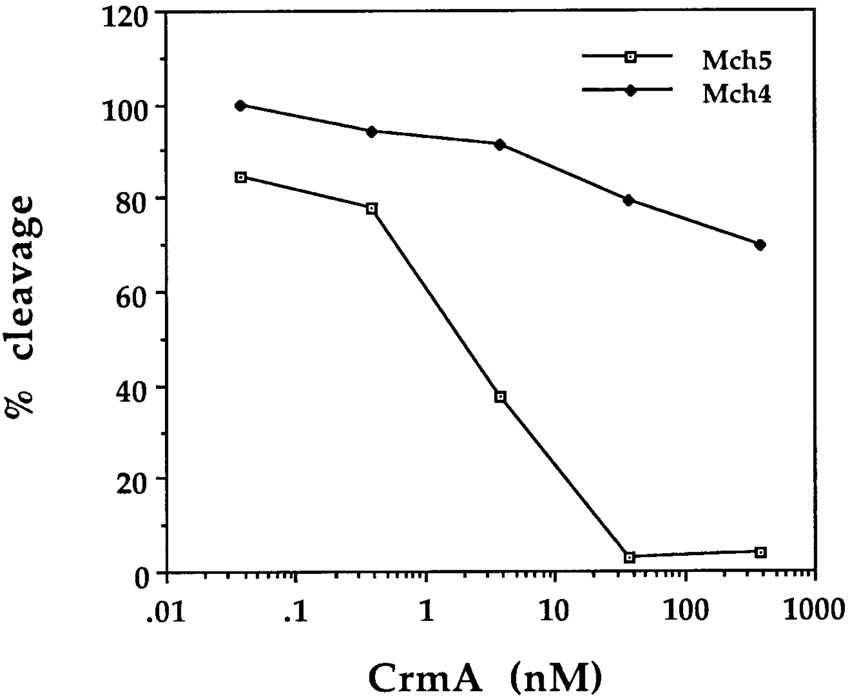 Effect of CrmA on the enzymatic activity of Mch4 and Mch5. Purified 35 ...