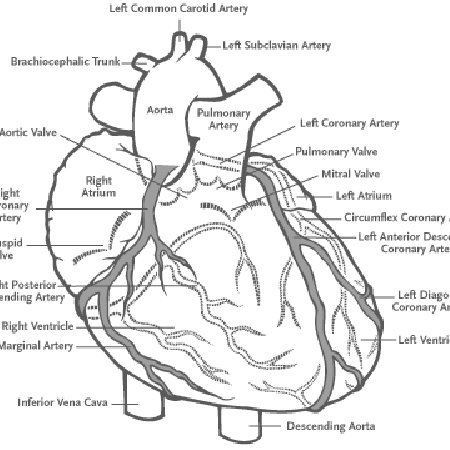 2: Coronary arteries branching from the aorta and feeding the heart ...