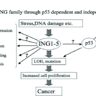 Various roles of ING family genes in apoptosis, angiogenesis ...