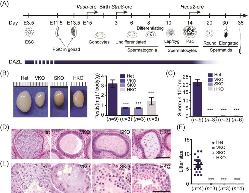 Removal of Dazl in gonocytes, spermatogonia and sperm pic