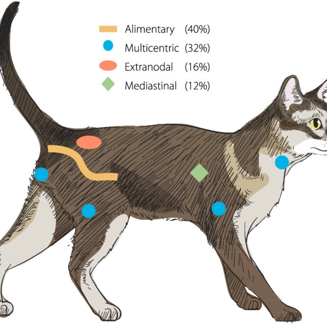 Distribution Of Lymphoma By Anatomical Location And Age Of Cats