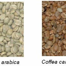 Café Arábica