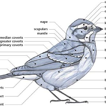 A diagram of the morphology of a bird, labeling different parts. This ...