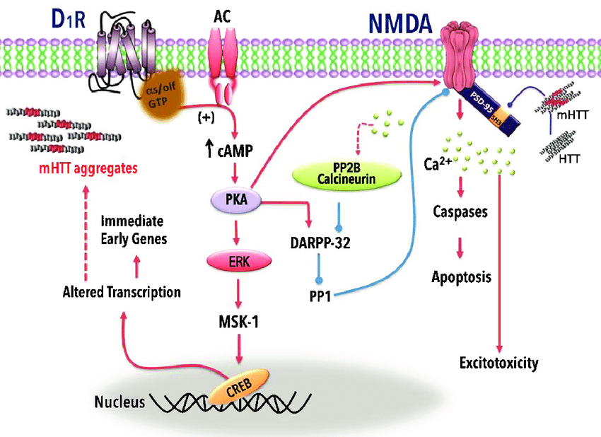 D 1 and NMDA receptor signaling pathways and mHTT aggregates. The |  Download Scientific Diagram