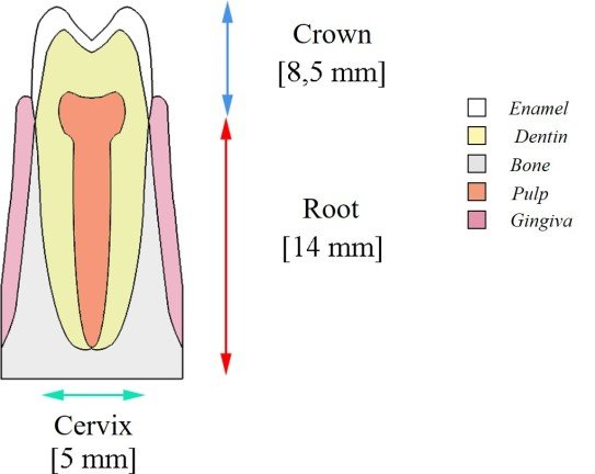 Anatomy of Bicuspid Teeth