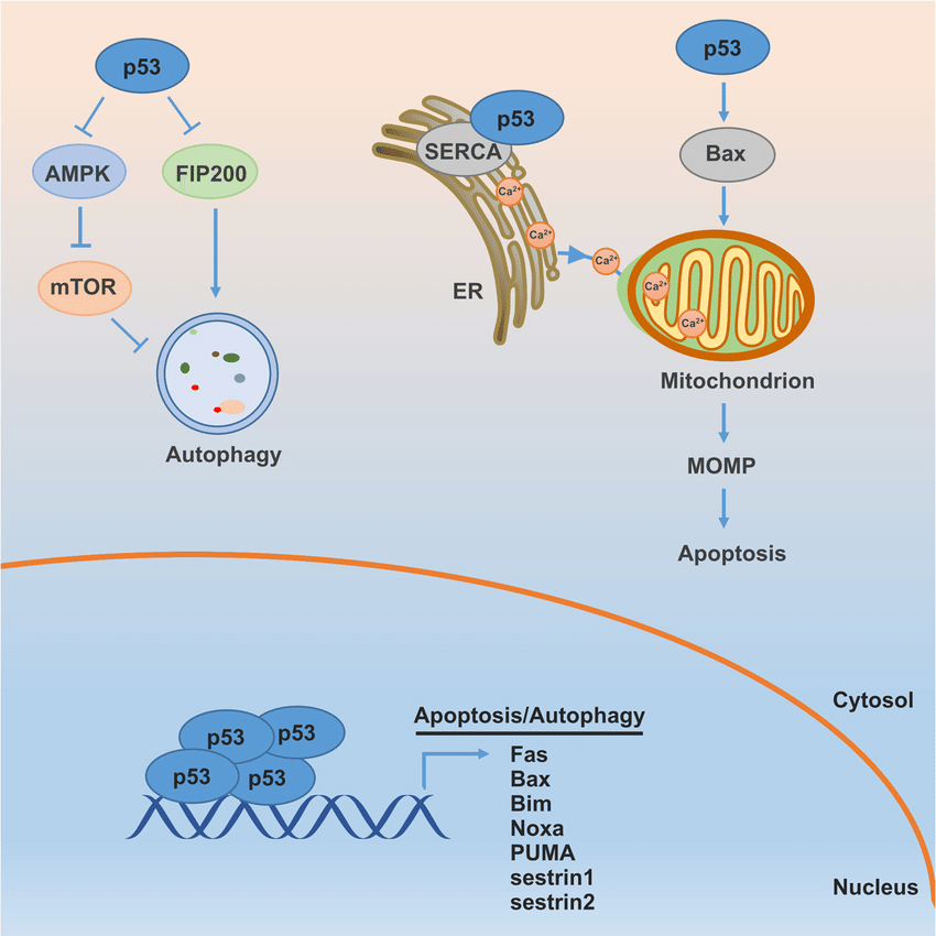 P53 Promotes Apoptosis And Inhibits Autophagy Nuclear P53 Induces Download Scientific Diagram