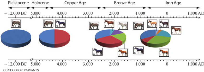 Equine Color Genetics Chart
