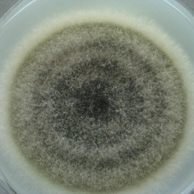 View grown pathogenic fungus A. solani in PDA | Download Scientific Diagram