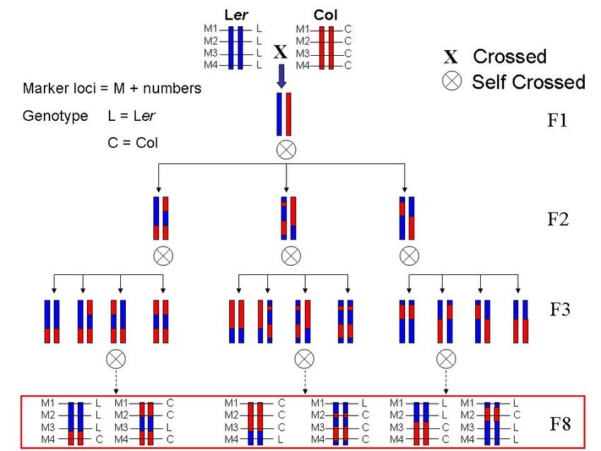 Recombinant Inbred line (RIL) construction strategy and schematic illustration of recombinant chromosome. Construction of a RIL population from Landsberg erecta (Ler) and Columbia (Col) accessions which have distinct genetic variations (L or C) at different loci (M1 through M4). The recombination events occurred in the F1 at meiosis I which results in recombinant chromosomes in the F2 population. Selected lines from the F2 population are further selfed to produce the F3 population. By repeating this process, the genome of the lines becomes stable at the F8 population. In genetic mapping, the distance between two loci (measured in centimorgans, cM) is measured using the recombination frequency, which is just the number of recombination events between two marker loci divided by the number of individuals of the mapping population. Modified after Wilson (2000).