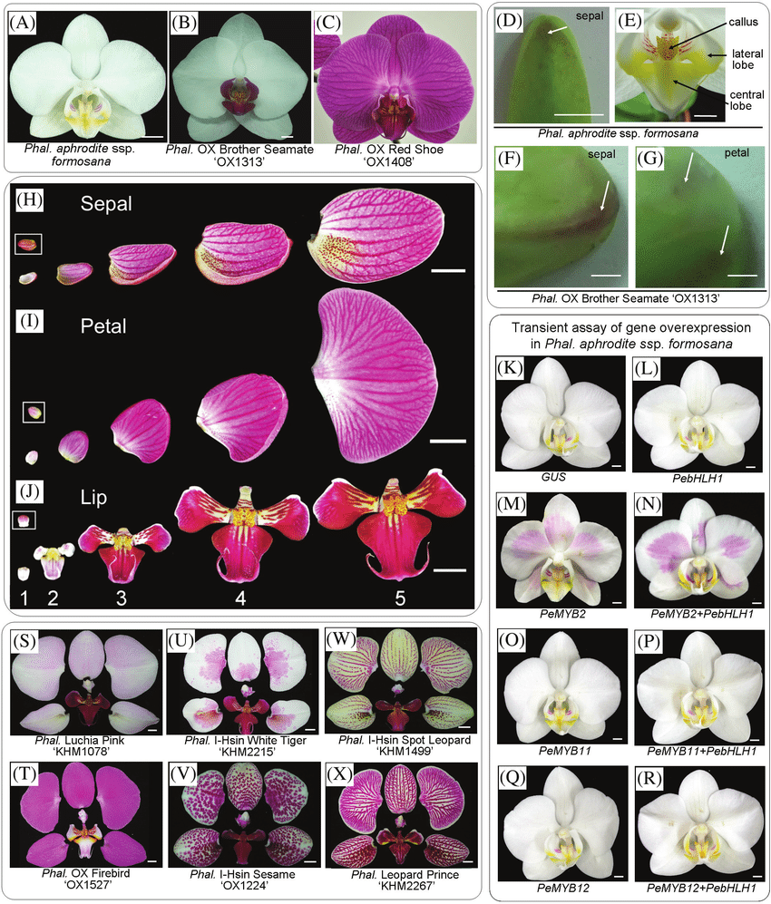 4 The Phalaenopsis Flowers Used In This Study The Flowers Of Phal Download Scientific Diagram