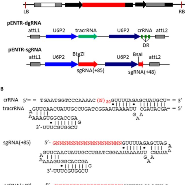 Constructs For Cas9 And Guide Rna Expression In Rice Cells And