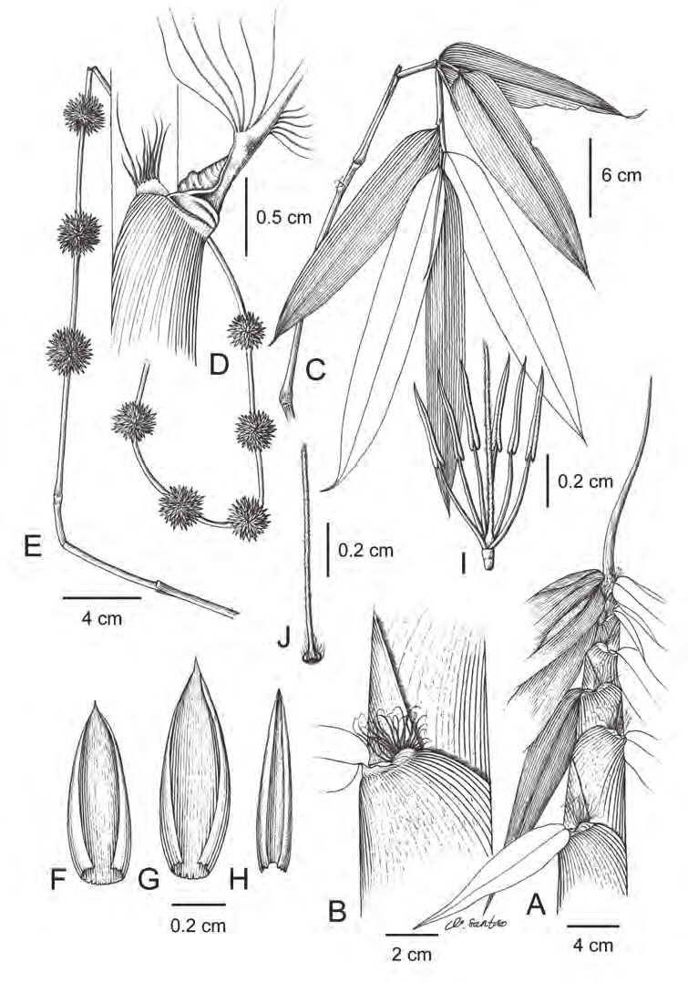 Dendrocalamus luteus Damayanto & Widjaja. A. Culm shoot. B. Detail of ...