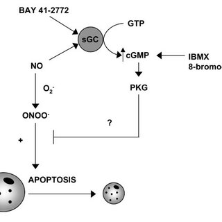 Cyclic GMP protects human macrophages against peroxynitrite