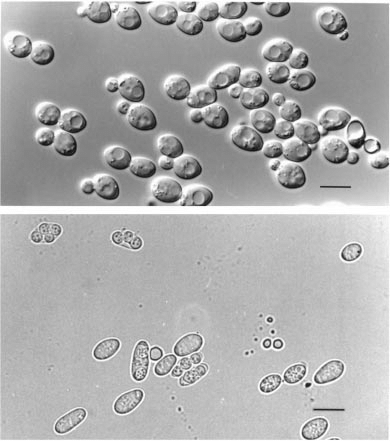 Saccharomyces kudriavzevii IFO 1802 T. (a) Budding yeast cells, 1 d ...