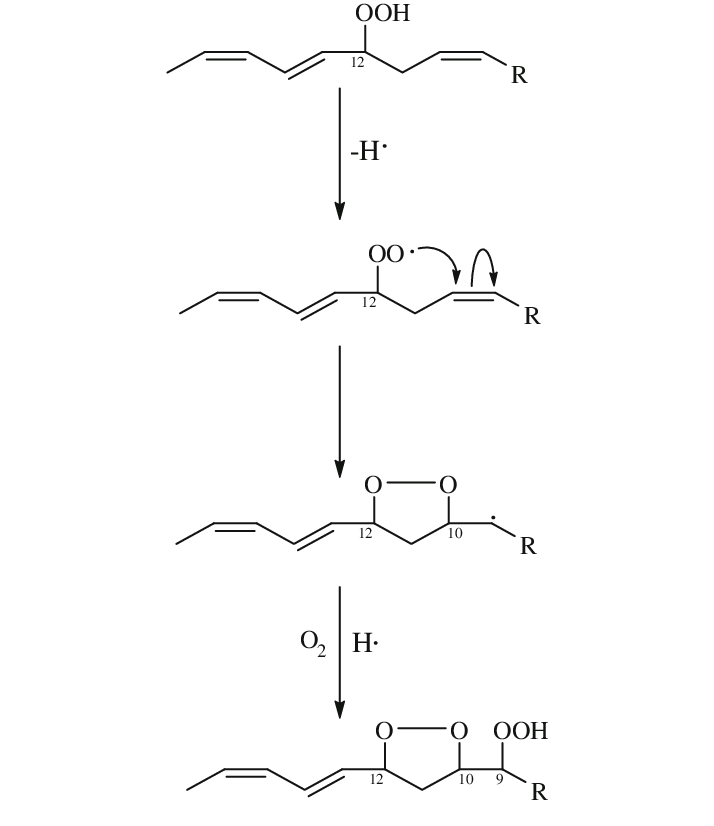 Reaction of 12-hydroperoxide from a-linolenic acid to form 9-hydroperoxy endoperoxide