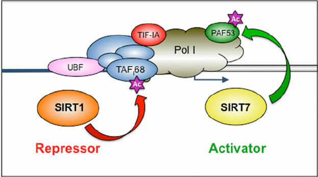 Opposing functions of SIRT1 and SIRT7 in rDNA transcription. Both SIRT1 and SIRT7 are localized in nucleoli and play an important role in the regulation of rDNA transcription. SIRT1 downregulates Pol I transcription by deacetylating TAF I 68, a subunit of the basal transcription 