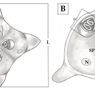 Pelvic girdle in dorsal view of (a) Lithodoras dorsalis, MZUSP 91562