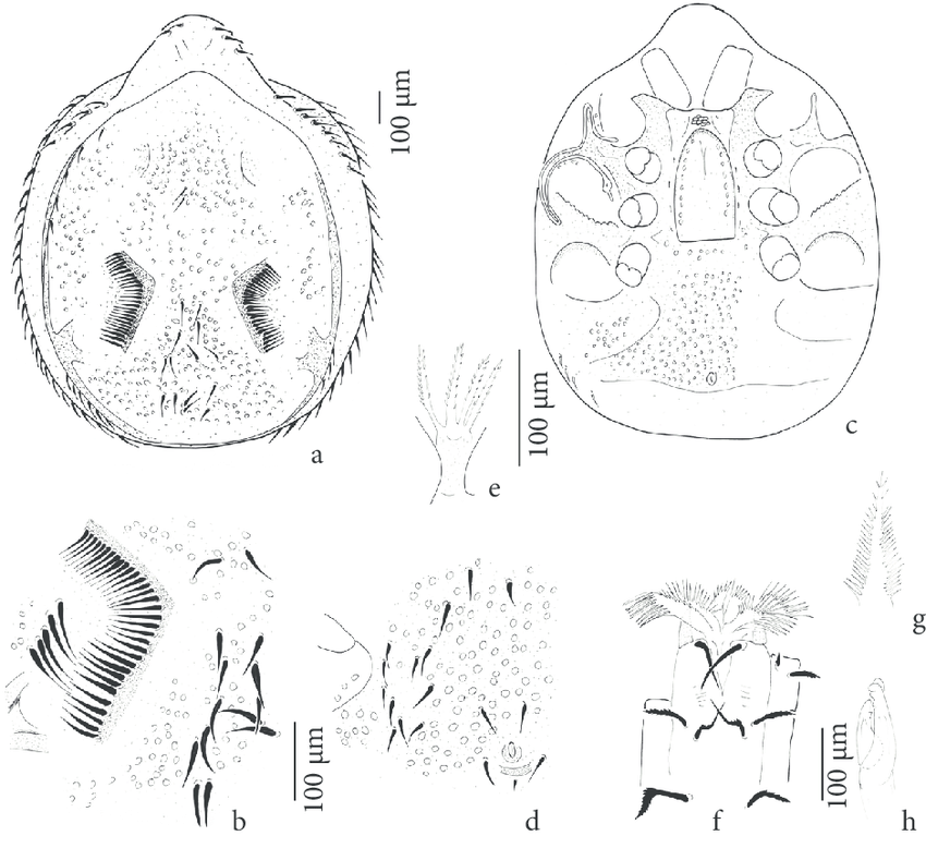 Trachyuropoda bali sp. nov. female: a) dorsal view; b) L-shaped ...