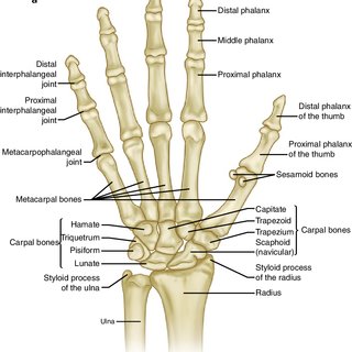 2 (a) Normal osseous anatomy of the hand. (b) PA of normal bilateral ...