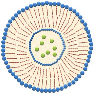 Nanospheres and nanocapsules are small vesicles used to transport ...