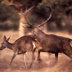 Los machos de ciervos con más rivales producen cuernas más grandes pero  viven menos