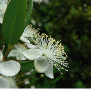 Flower of Mediterranean myrtle (Myrtus communis). | Download Scientific ...