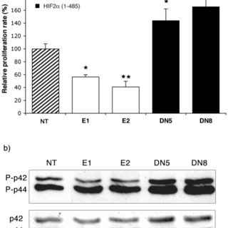 HIF2α reduces cell proliferation. a) In vitro proliferation assay reveals a reduction in the relative cell proliferation rate of HIF2α expressing cells (E1 and E2) as compared to control cells (NT), while N1E-115 cells transfected with HIF2α(1–485) display an accelerated proliferation (DN5 and DN8). Data are mean ± SEM of 4 independent experiments and reported to 100% for control untransfected cells. *: Significant. b) Western blot analysis reveals an increased in p42/44 MAP kinase phosphorylation in proliferating clones (DN5 and DN8) while the opposite effect is observed in clones displaying a low growth rate (E1 and E2).